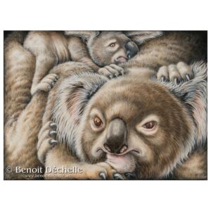 Koala coincé