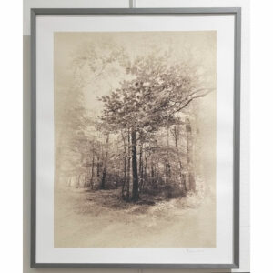 Sous-bois 2